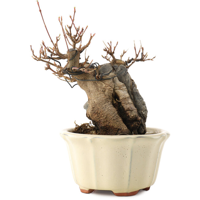 Acer buergerianum, 16 cm, ± 15 ans