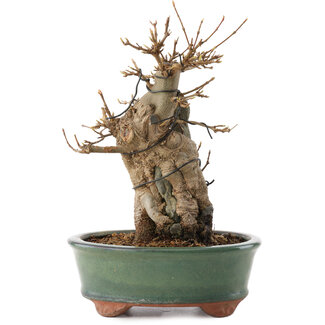 Acer buergerianum, 20 cm, ± 15 años