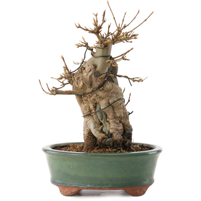 Acer buergerianum, 20 cm, ± 15 anni