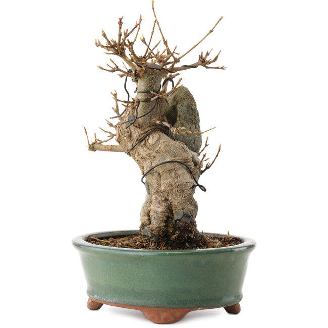 Acer buergerianum, 20 cm, ± 15 años