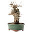 Acer buergerianum, 20 cm, ± 15 años