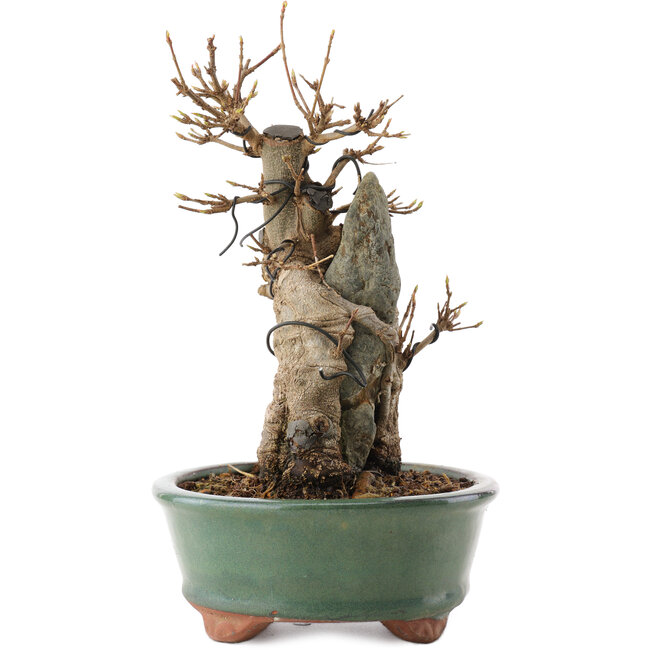 Acer buergerianum, 20 cm, ± 15 ans