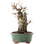 Acer buergerianum, 20 cm, ± 15 años