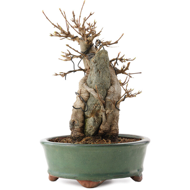 Acer buergerianum, 20 cm, ± 15 anni