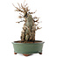 Acer buergerianum, 20 cm, ± 15 jaar oud
