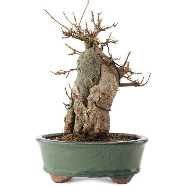 Acer buergerianum, 20 cm, ± 15 jaar oud