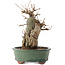 Acer buergerianum, 20 cm, ± 15 años