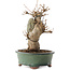 Acer buergerianum, 20 cm, ± 15 jaar oud