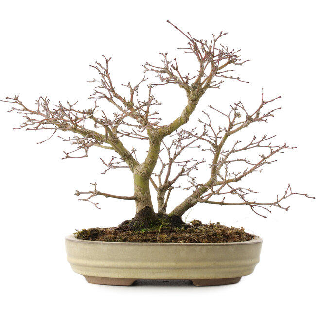 Acer palmatum, 22 cm, ± 10 años