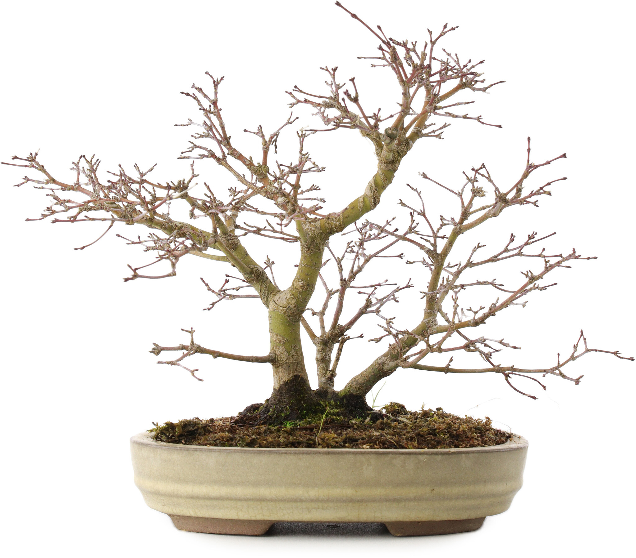strahlenaralie bonsai Hawaiian Umbrella Bonsai Tree main image 0