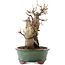 Acer buergerianum, 20 cm, ± 15 años