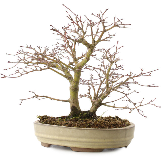 Acer palmatum, 22 cm, ± 10 ans