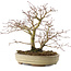 Acer palmatum, 22 cm, ± 10 años