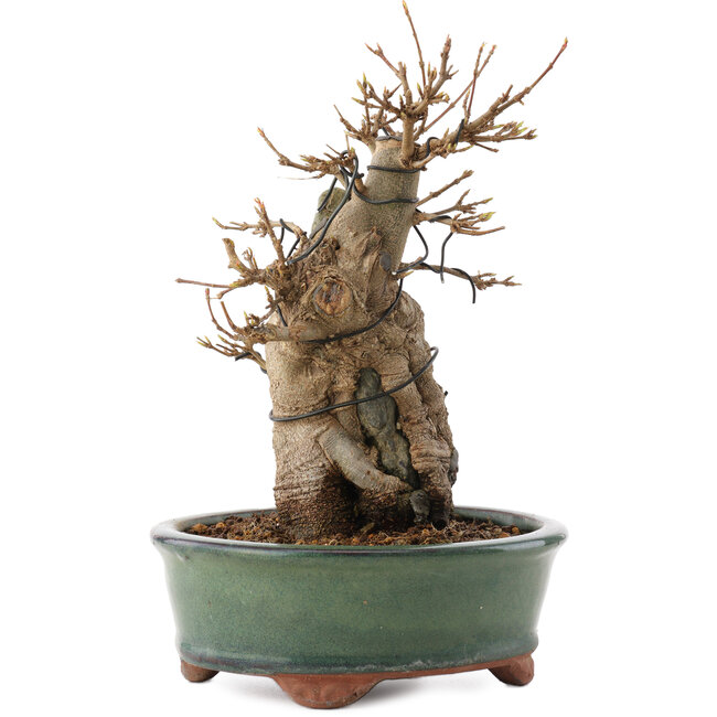 Acer buergerianum, 20 cm, ± 15 Jahre alt