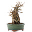 Acer buergerianum, 20 cm, ± 15 años