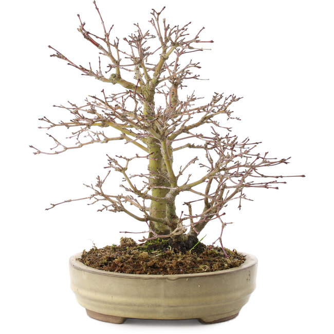 Acer palmatum, 22 cm, ± 10 ans