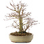 Acer palmatum, 22 cm, ± 10 years old