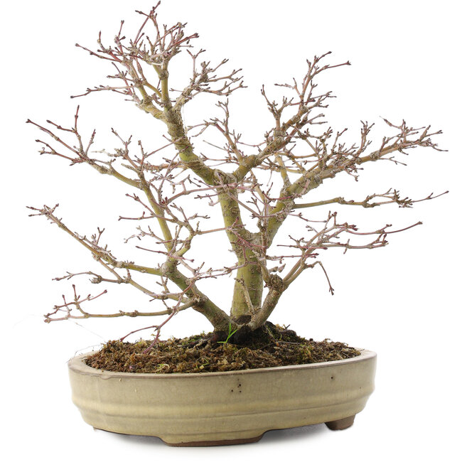Acer palmatum, 22 cm, ± 10 Jahre alt