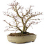 Acer palmatum, 22 cm, ± 10 años