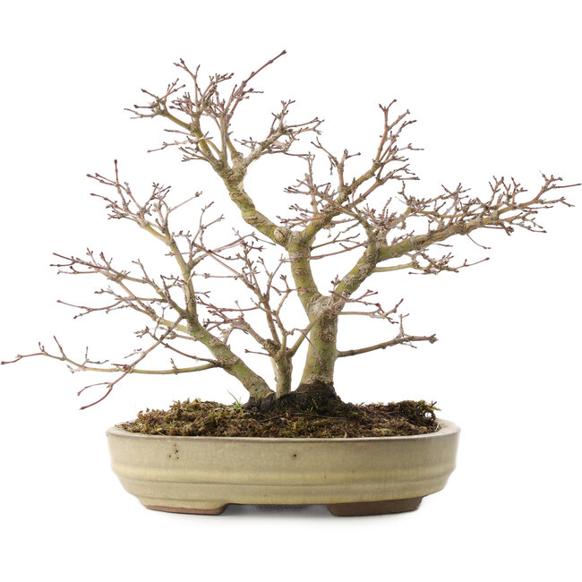 Acer palmatum, 22 cm, ± 10 años
