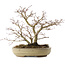 Acer palmatum, 22 cm, ± 10 years old
