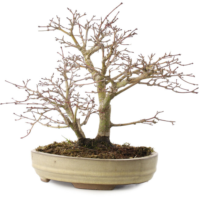 Acer palmatum, 22 cm, ± 10 años