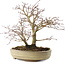 Acer palmatum, 22 cm, ± 10 años