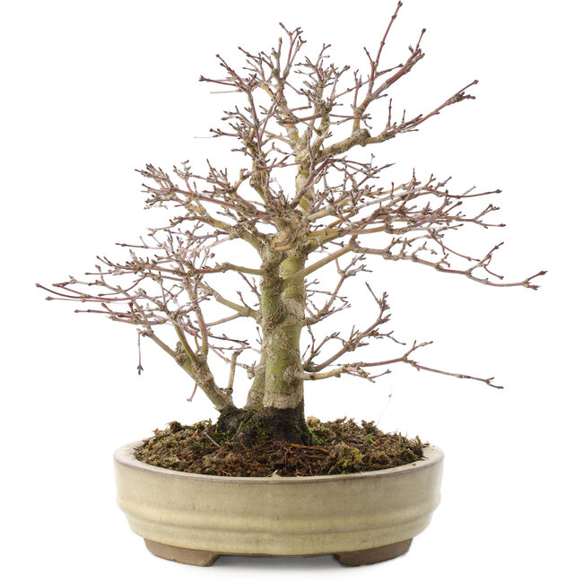 Acer palmatum, 22 cm, ± 10 Jahre alt