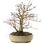 Acer palmatum, 22 cm, ± 10 anni