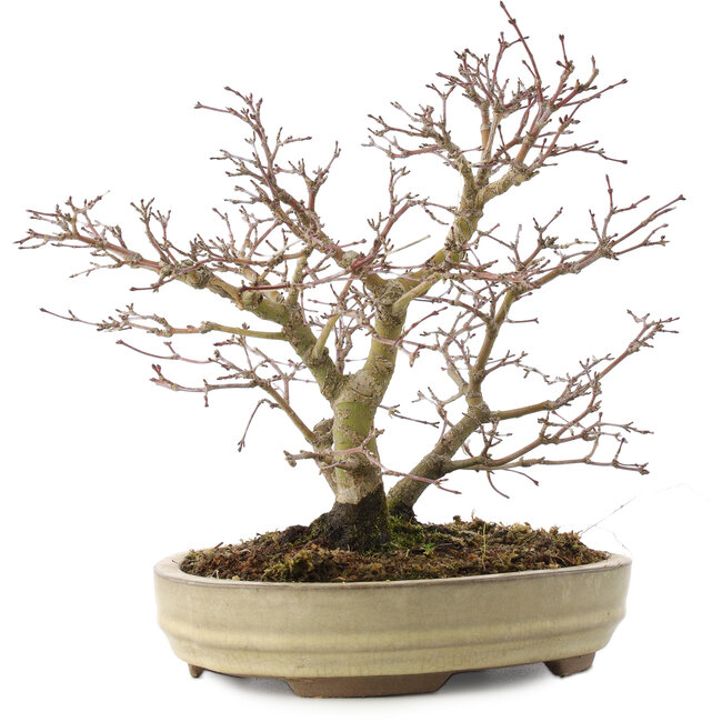 Acer palmatum, 22 cm, ± 10 years old
