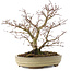 Acer palmatum, 22 cm, ± 10 años
