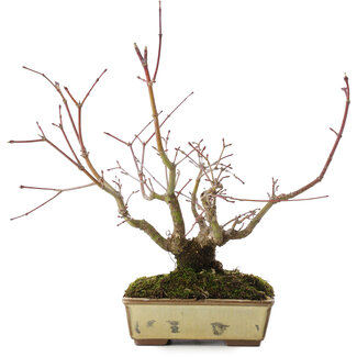 Acer palmatum, 20 cm, ± 15 ans