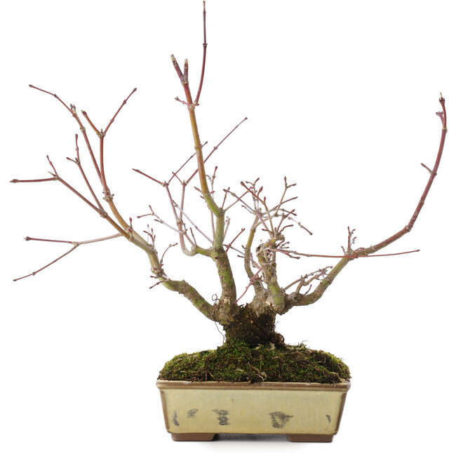 Acer palmatum, 20 cm, ± 15 jaar oud