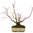 Acer palmatum, 20 cm, ± 15 años