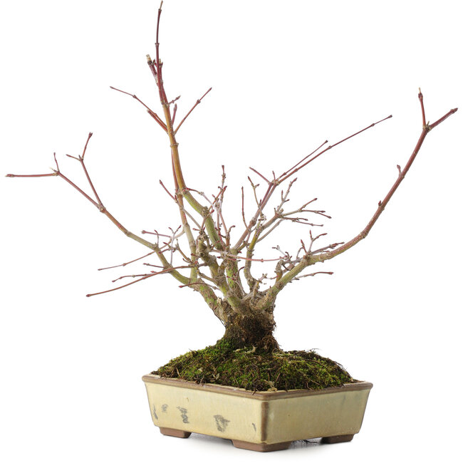 Acer palmatum, 20 cm, ± 15 jaar oud