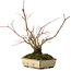 Acer palmatum, 20 cm, ± 15 años