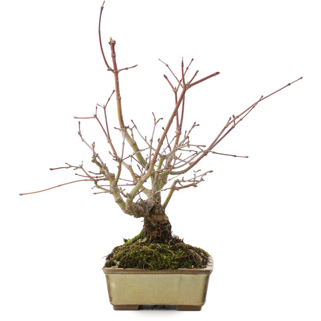 Acer palmatum, 20 cm, ± 15 ans