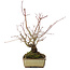 Acer palmatum, 20 cm, ± 15 jaar oud