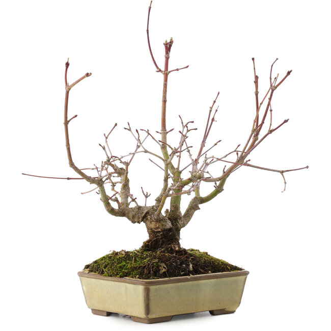 Acer palmatum, 20 cm, ± 15 ans