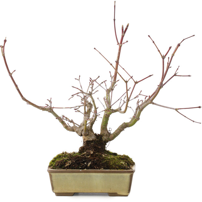 Acer palmatum, 20 cm, ± 15 jaar oud