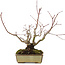 Acer palmatum, 20 cm, ± 15 years old