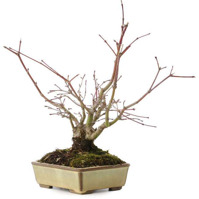 Acer palmatum, 20 cm, ± 15 jaar oud