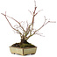 Acer palmatum, 20 cm, ± 15 años