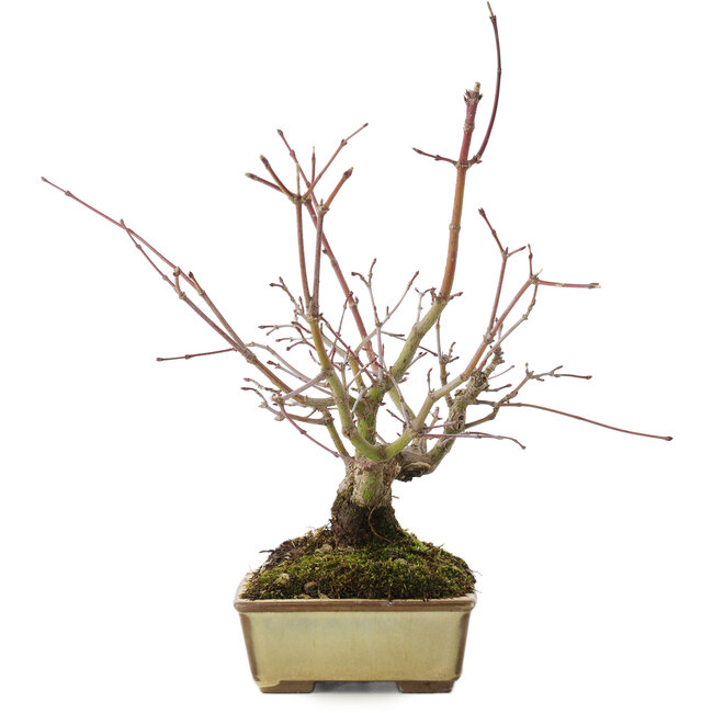 Acer palmatum, 20 cm, ± 15 years old