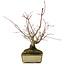 Acer palmatum, 20 cm, ± 15 jaar oud