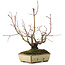 Acer palmatum, 20 cm, ± 15 years old