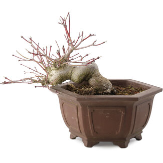 Acer palmatum, 17,5 cm, ± 15 años
