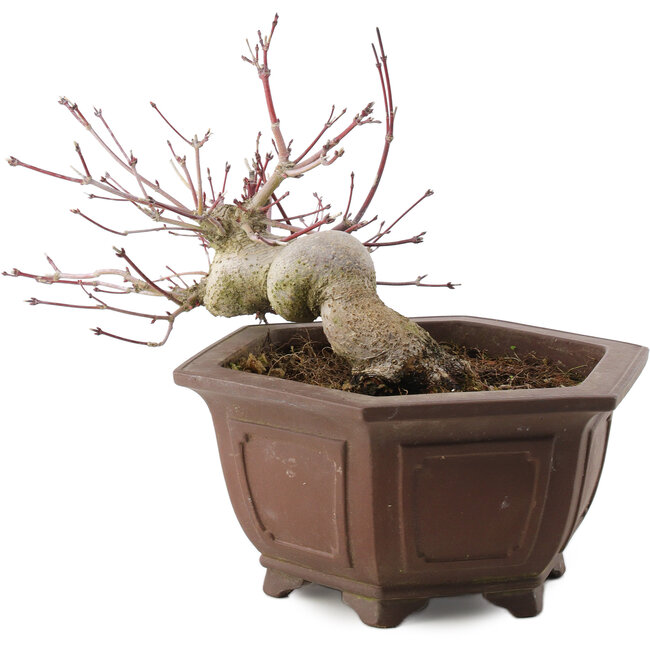 Acer palmatum, 17,5 cm, ± 15 ans