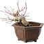 Acer palmatum, 17,5 cm, ± 15 años