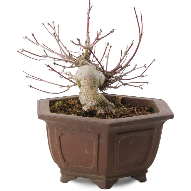 Acer palmatum, 17,5 cm, ± 15 jaar oud